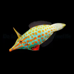 Oxymonacanthus longirostris | All sizes
