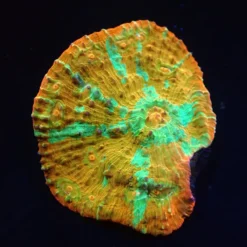 Oxypora sp. (Gold) (M) (Rare) pb 320