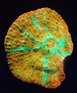 Oxypora sp. (Gold) (M) (Rare) pb 320