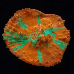 Oxypora sp. (Ultra) (M) pb 056