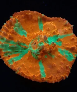 Oxypora sp. (Ultra) (M) pb 056