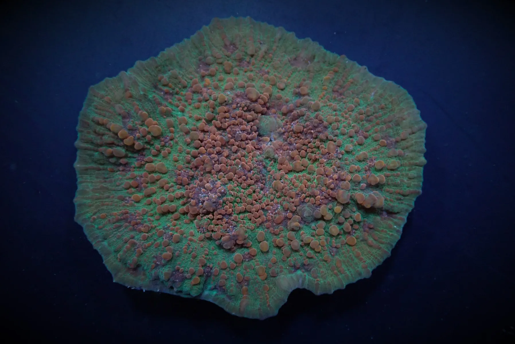 Oxypora spp. | S