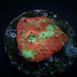 Oxypora spp. (Premium) (frag) | FRAG