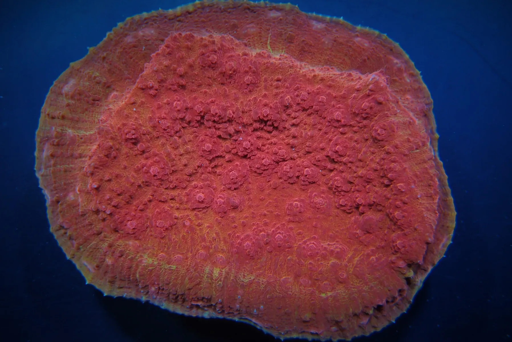 Oxypora spp. (Premium) | L