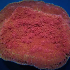 Oxypora spp. (Premium)