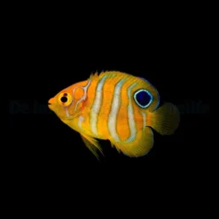 Pygoplites diacanthus - T.B. | All sizes