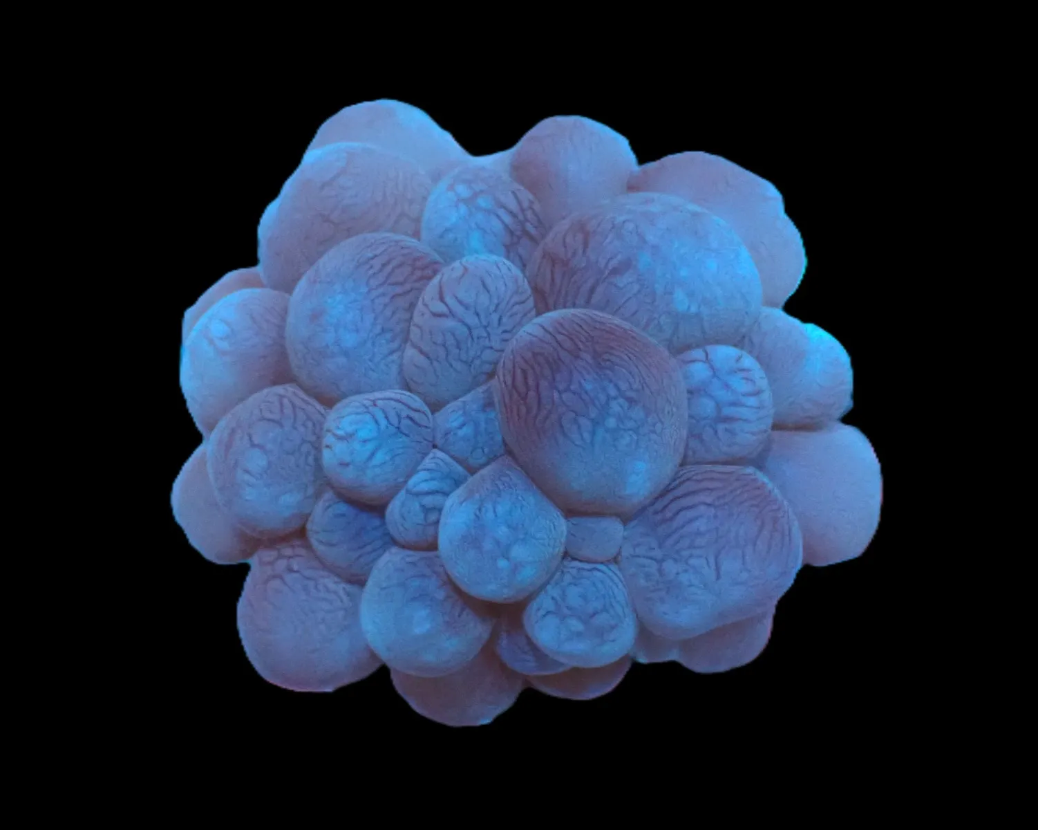 Plerogyra sinuosa (frag) | FRAG