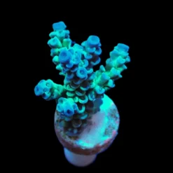 Acropora tenuis (Grade A) (frag) | FRAG