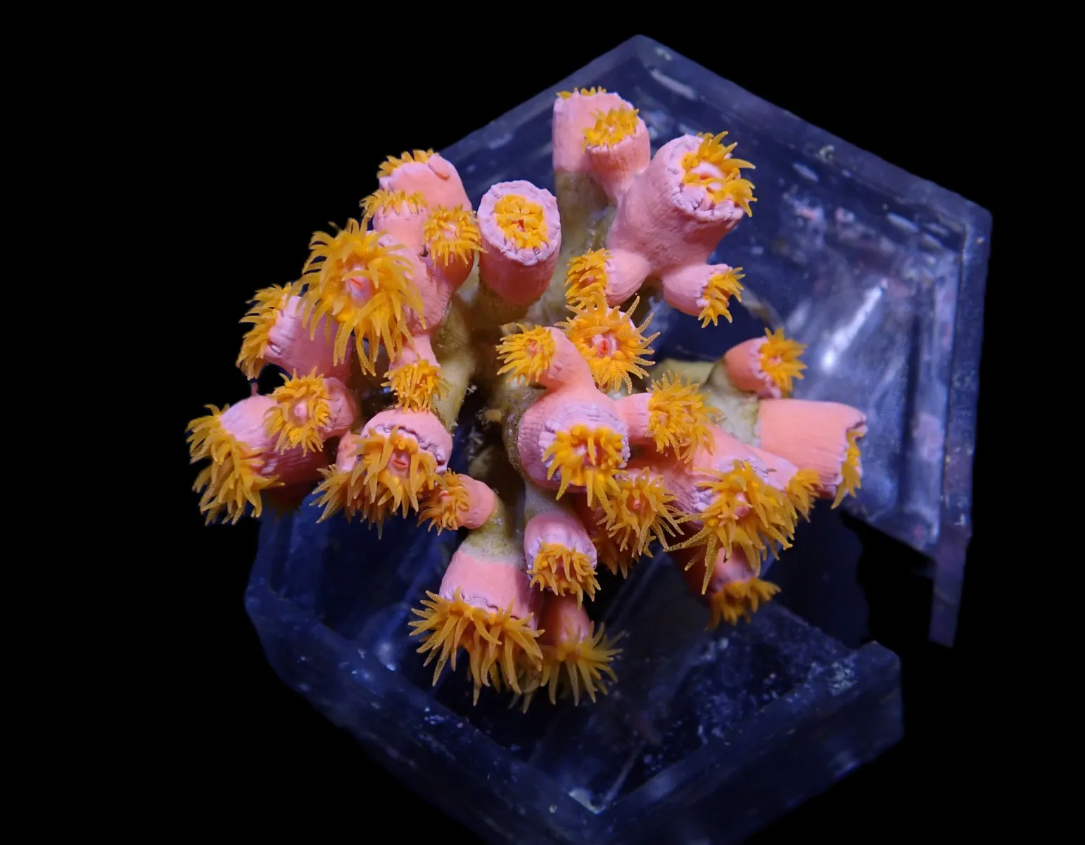 Dendrophyllia spp. (+/- 20 polyps) | XL