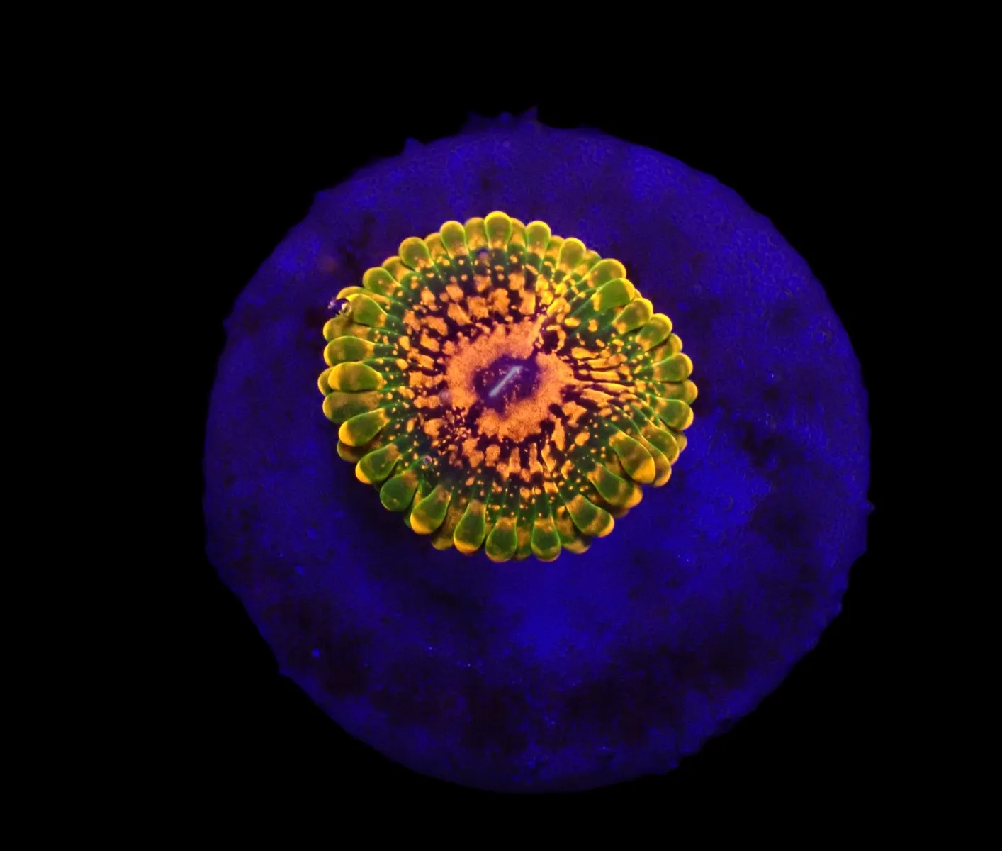 Zoanthus spp. (Grand Master Krakatoa) (1 Polyp) | FRAG