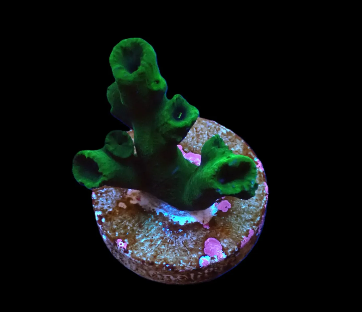 Tubastraea micranthus (frag) | FRAG