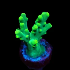 Acropora caroliniana (frag) | FRAG