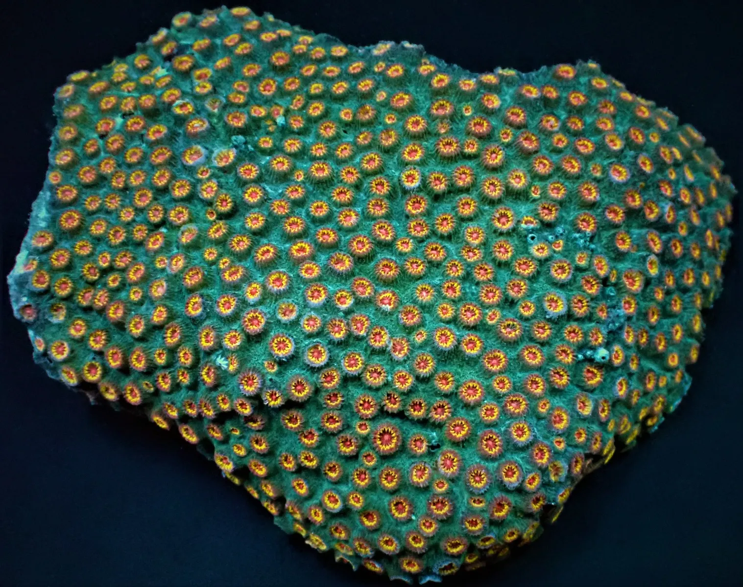 Cyphastrea spp. (Ultra) | S