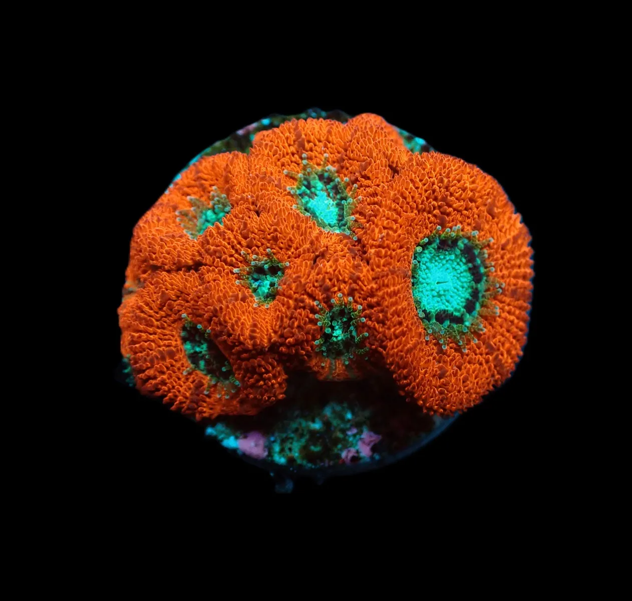 Micromussa spp. (frag) | FRAG