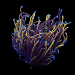Euphyllia glabrescens (Gold Torch) | XL
