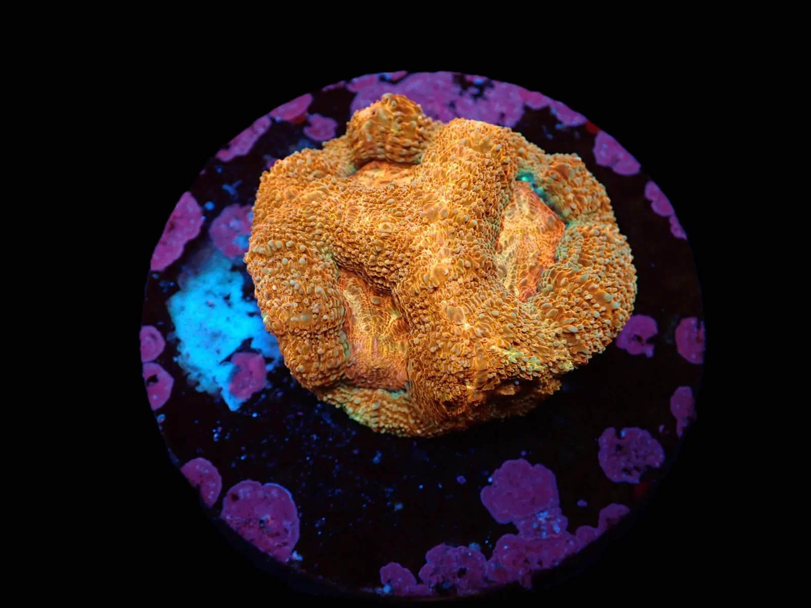 Acanthastrea bowerbanki (Premium) (frag) | FRAG