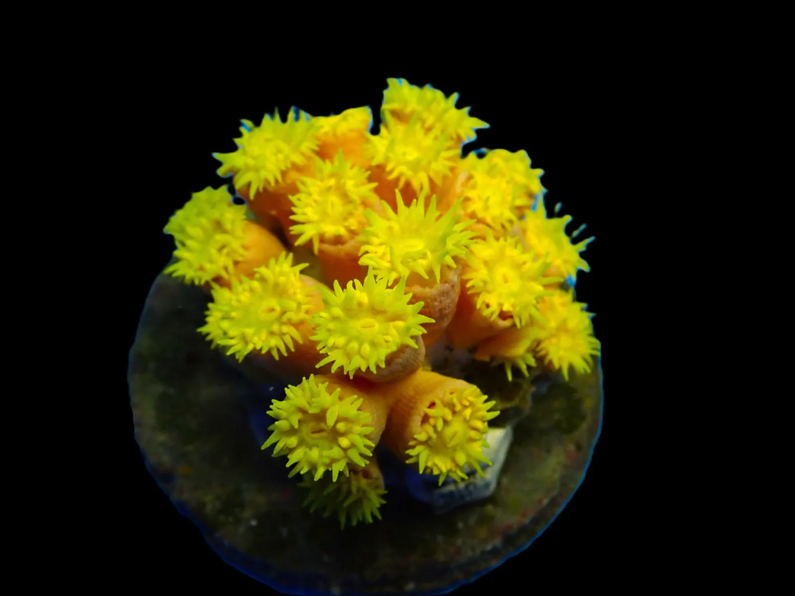 Tubastrea faulkneri (Yellow) | XXXL