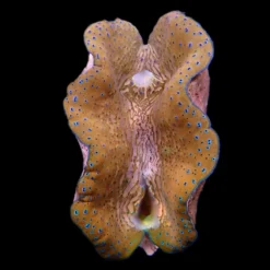 Tridacna gigas (10-12cm)