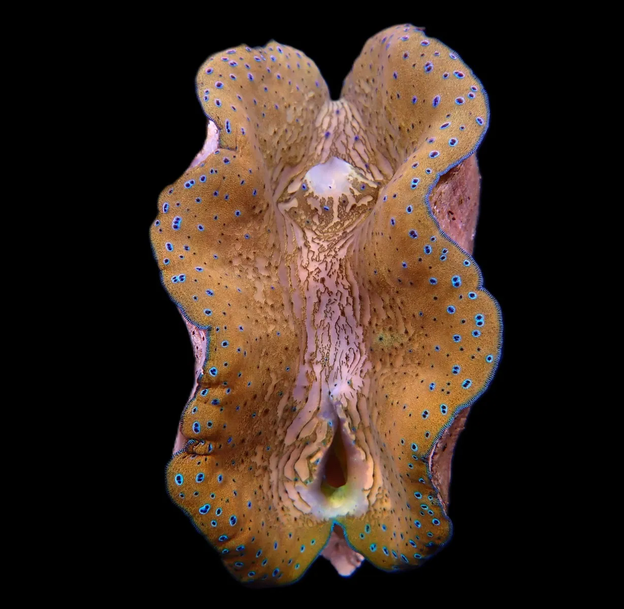 Tridacna gigas (10-12cm)
