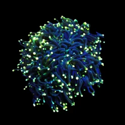 Euphyllia glabrescens (Black Torch) | M