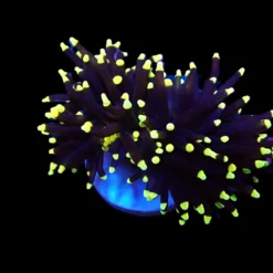 Euphyllia glabrescens (Black Torch) (1 hd.) | FRAG