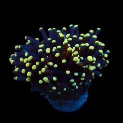 Euphyllia cristata (Premium) (1 hd.) | FRAG