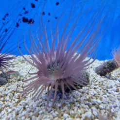 Pachycerianthus spp. (Colored) | All sizes