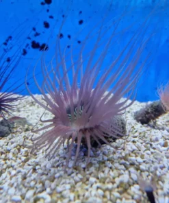 Pachycerianthus spp. (Colored) | All sizes