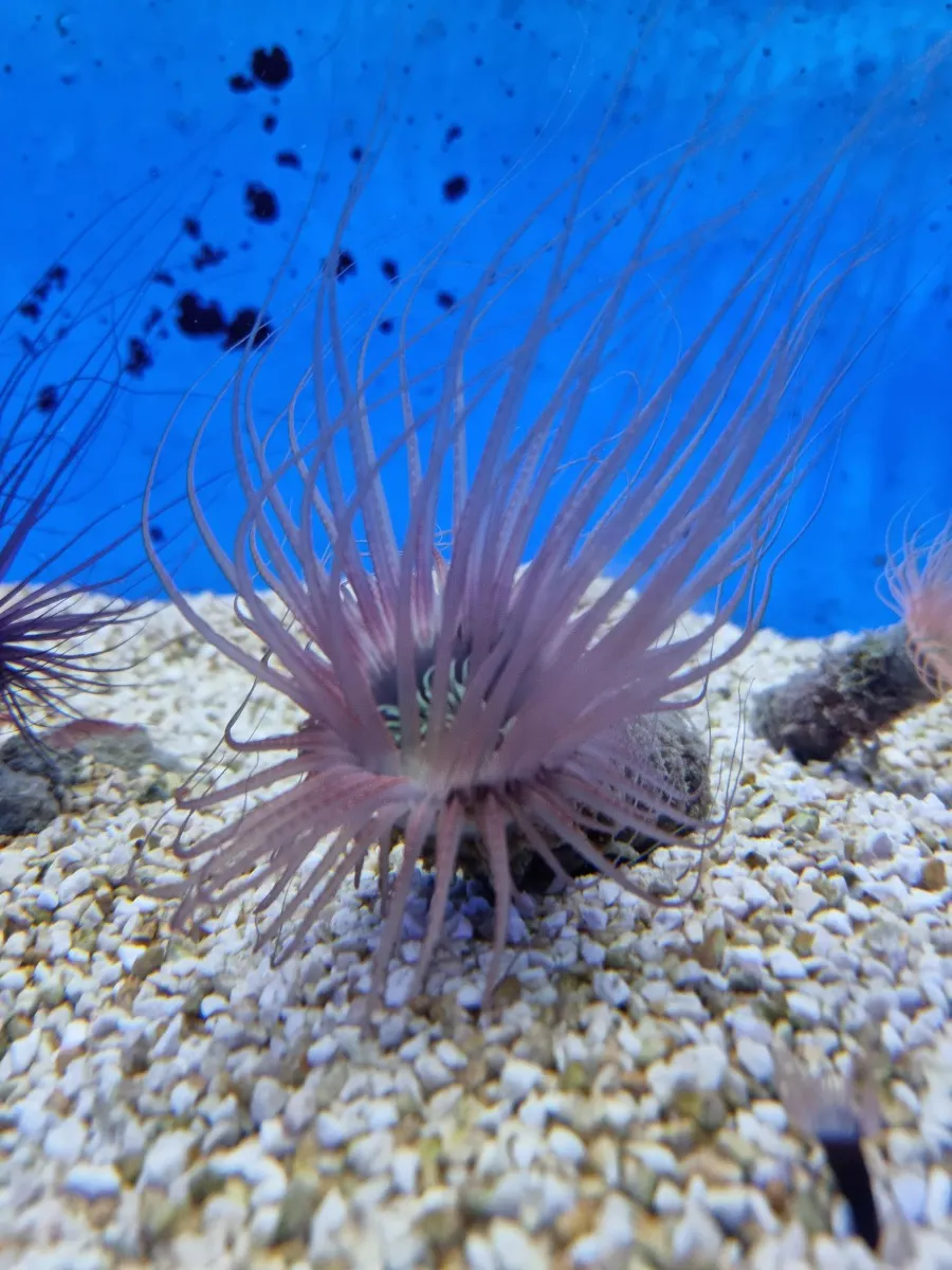 Pachycerianthus spp. (Colored) | All sizes