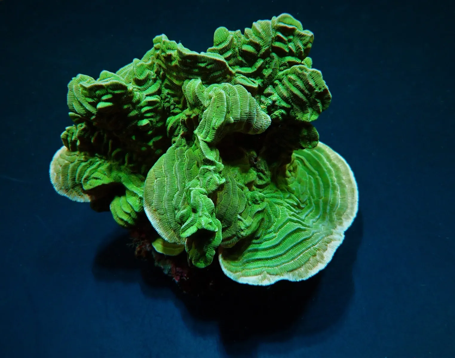 Pachyseris rugosa | S