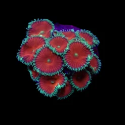 Palythoa spp. (Red Death) (frag) | FRAG