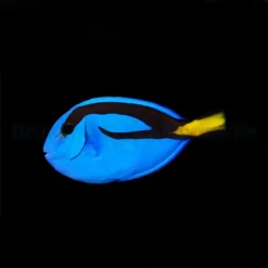 Paracanthurus hepatus - T.R. | All sizes