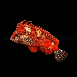Paracentropogon zonatus | All sizes