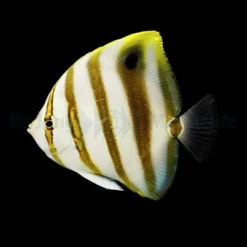 Parachaetodon ocellatus | S