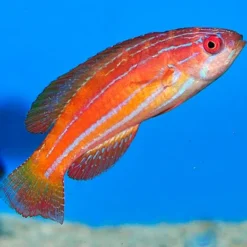 Paracheilinus attenuatus (female) | All sizes