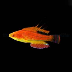 Paracheilinus carpenteri | All sizes