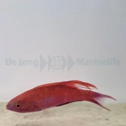 Paracheilinus cyaneus | All sizes