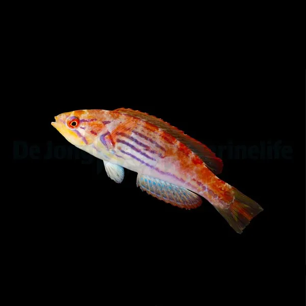 Paracheilinus hemitaeniatus (female) | All sizes