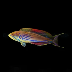 Paracheilinus hemitaeniatus (male) | All sizes