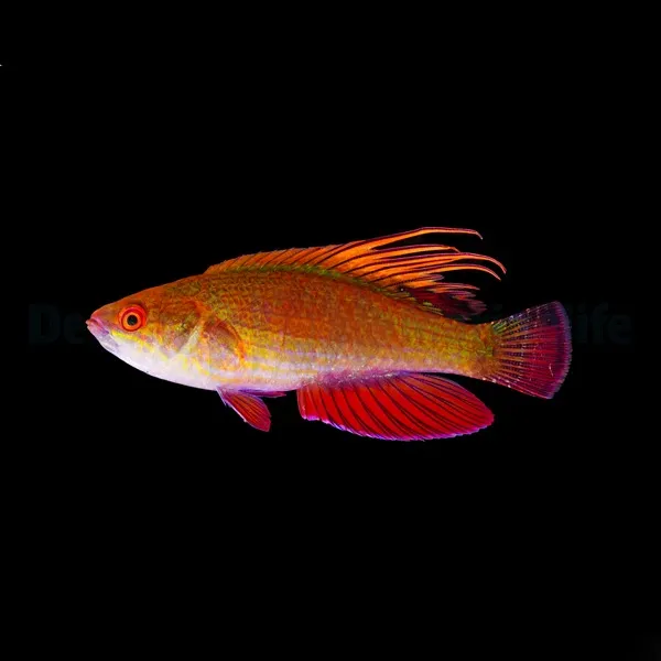 Paracheilinus lineopunctatus | All sizes