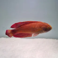 Paracheilinus octotaenia | M