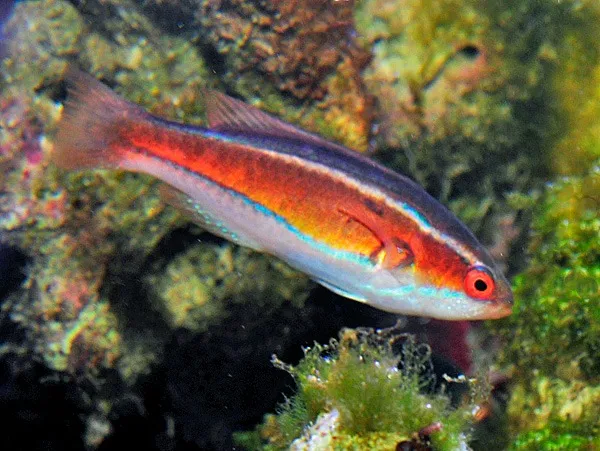 Paracheilinus piscilineatus (female) | All sizes