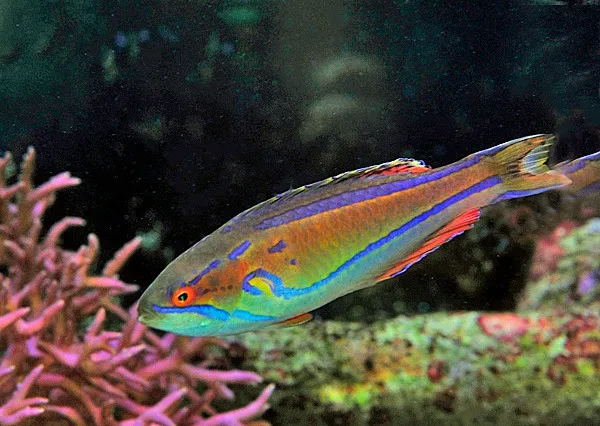 Paracheilinus piscilineatus (male) | All sizes