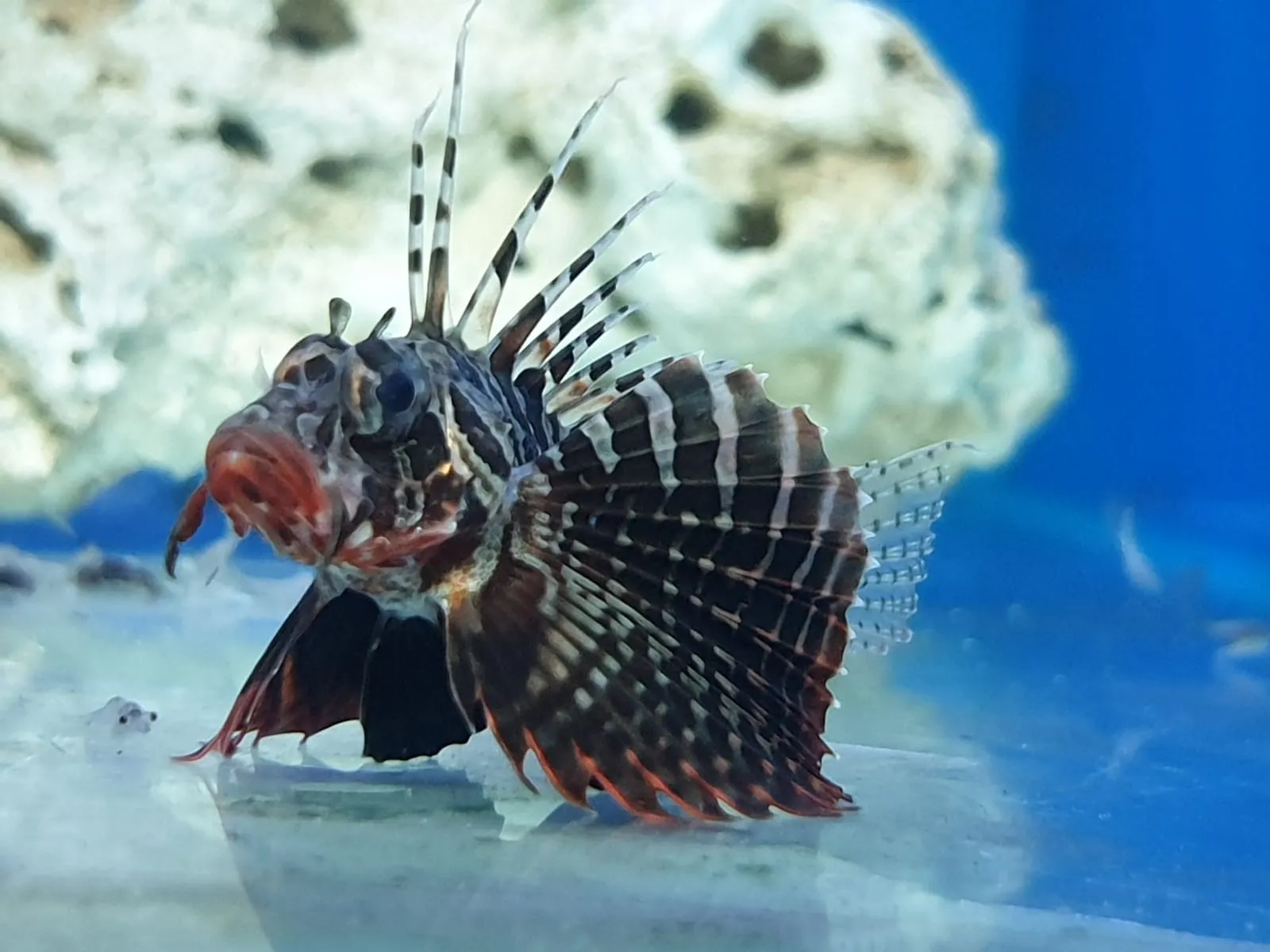 Parapterois heterura | M