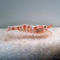 Parhippolyte uveae | All sizes