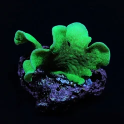 Pavona cactus (Green) (frag) | FRAG