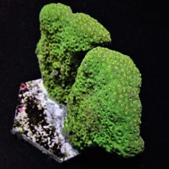 Pavona maldivensis (Green) | T