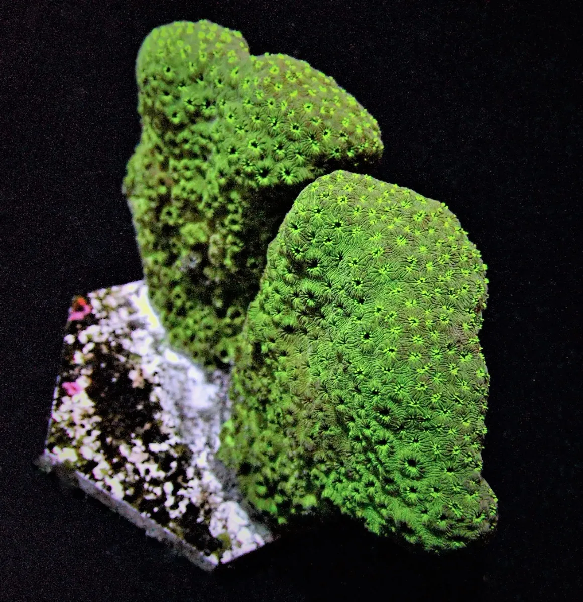 Pavona maldivensis (Green) | L