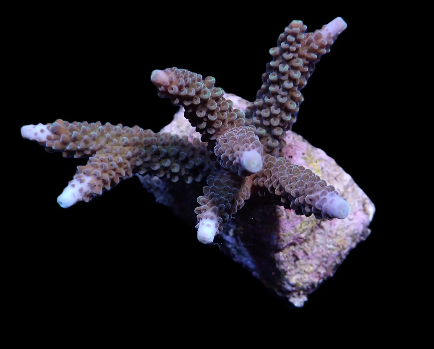 Acropora formosa | FRAG