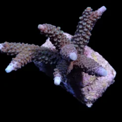 Acropora formosa | M